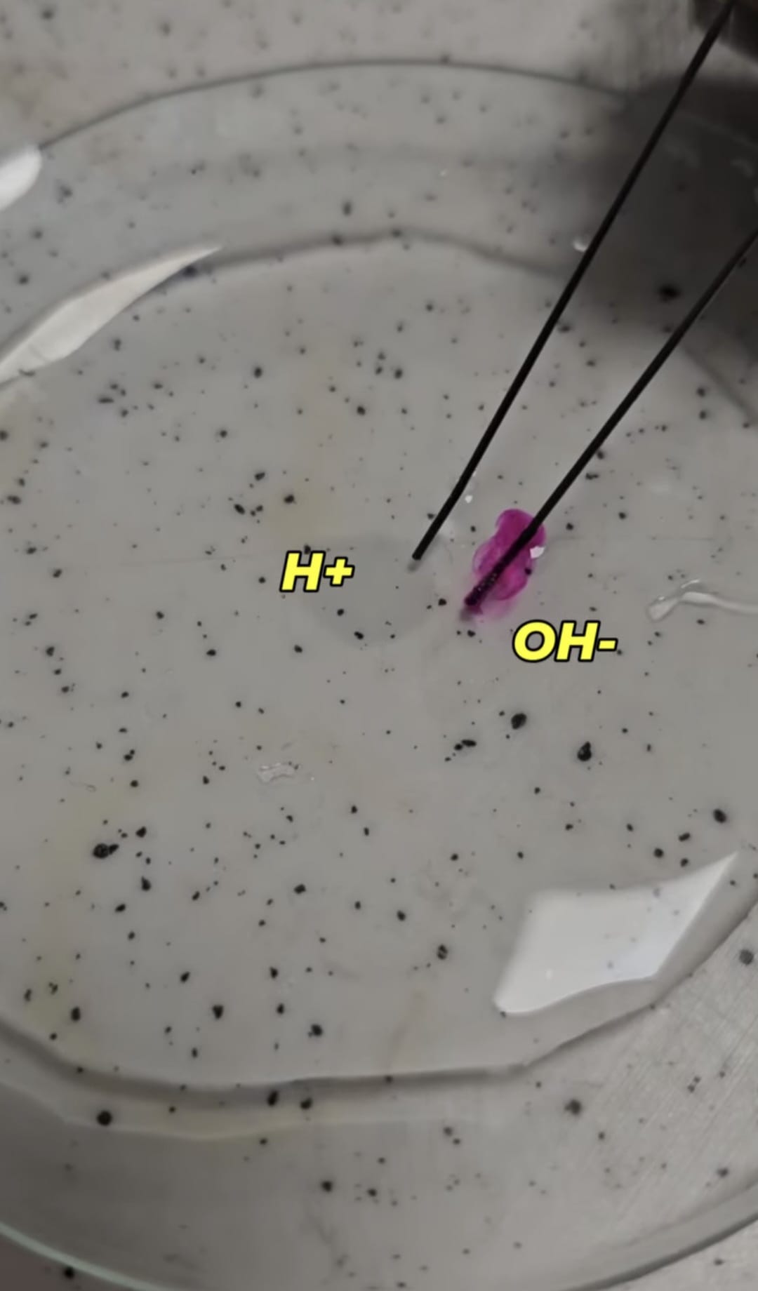 FKB Zümresi- Laboratuvar Çalışmaları